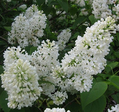 Lilas blanc...