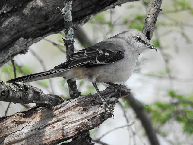 Day 4, Northern Mockingbird, Bishop City Park