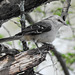 Day 4, Northern Mockingbird, Bishop City Park