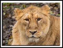 Lioness portrait