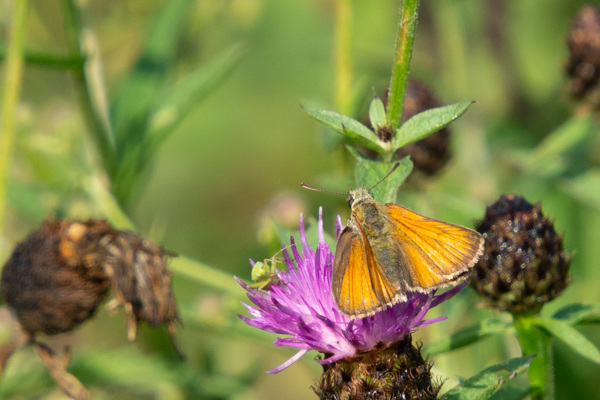 Small Skipper-DSD2300