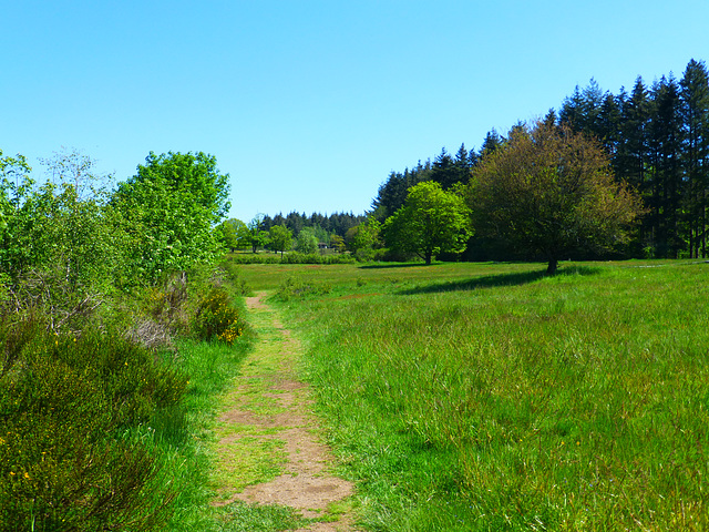 DE - Virneburg - Auf dem Traumpfad Virneburgweg