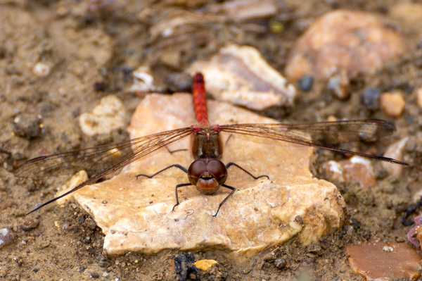 Common Darter-DSZ5271