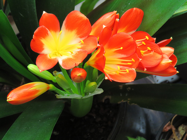 Clivia flowers