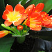 Clivia flowers