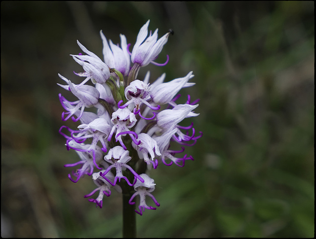 Orchis Simia