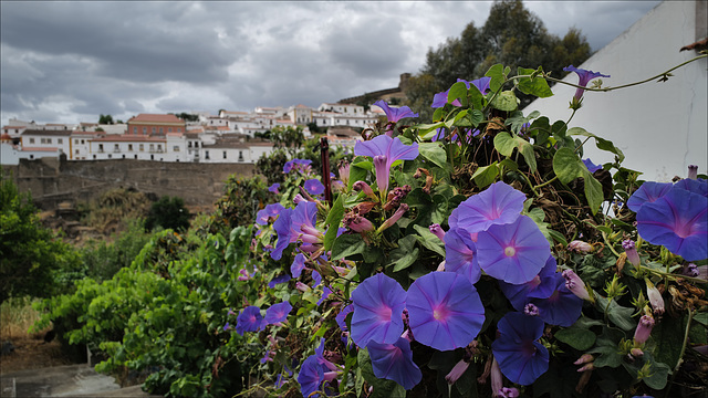 Ipomoea indica, Mértola Além-rio