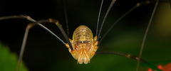 Der berühmte Weberknecht (Opiliones) hat sich in der Natur aufgehalten :)) The famous harvestman (Opiliones) was in nature :))  Le célèbre moissonneur (Opiliones) était dans la nature :))