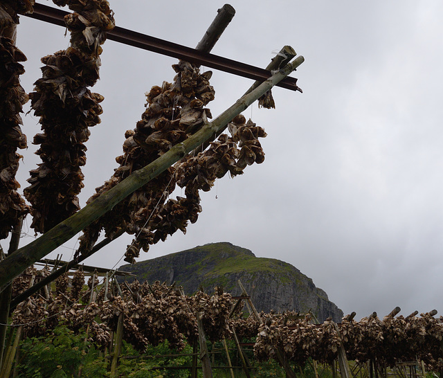 Lofoten - Moskenes