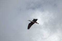 20160303 0136VRAw [D~BI] Graureiher (Ardea cinerea), Tierpark Olderdissen, Bielefeld