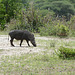 Tarangire, Female Warthog