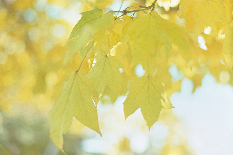 Fall Tree 2018 Bokeh