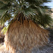 California Fan Palm