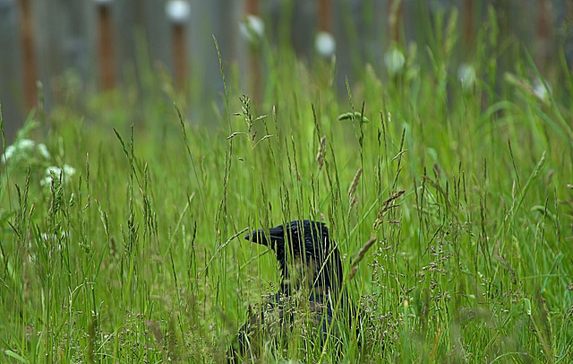 Crow In The Rain!!