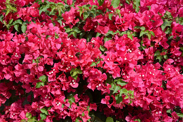 Israel, Flowers of Eilat