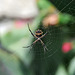 Day 4, Silver argiope / Argiope argentata, Bishop City Park, South Texas