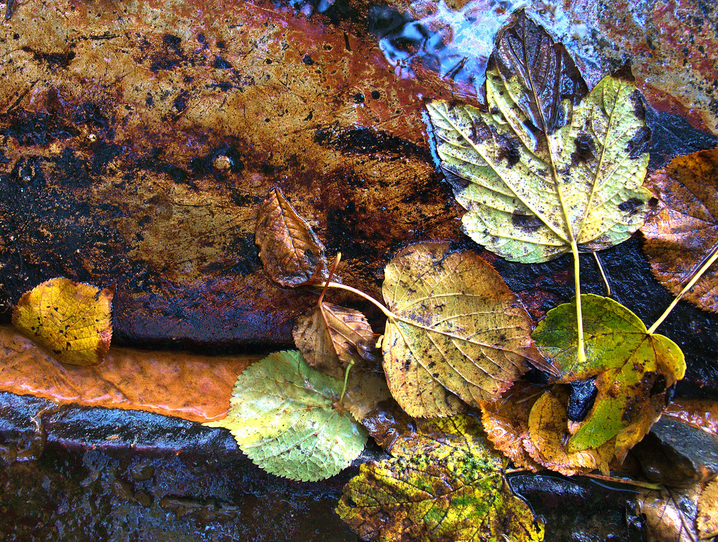 Fallen.Flowing