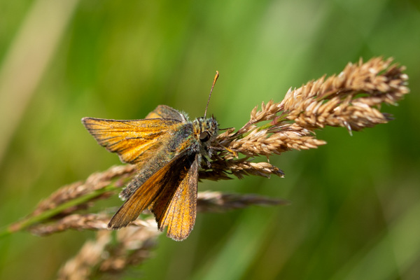 Small Skipper-DSD2472