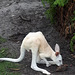 White baby Kangaroo ( on explore )
