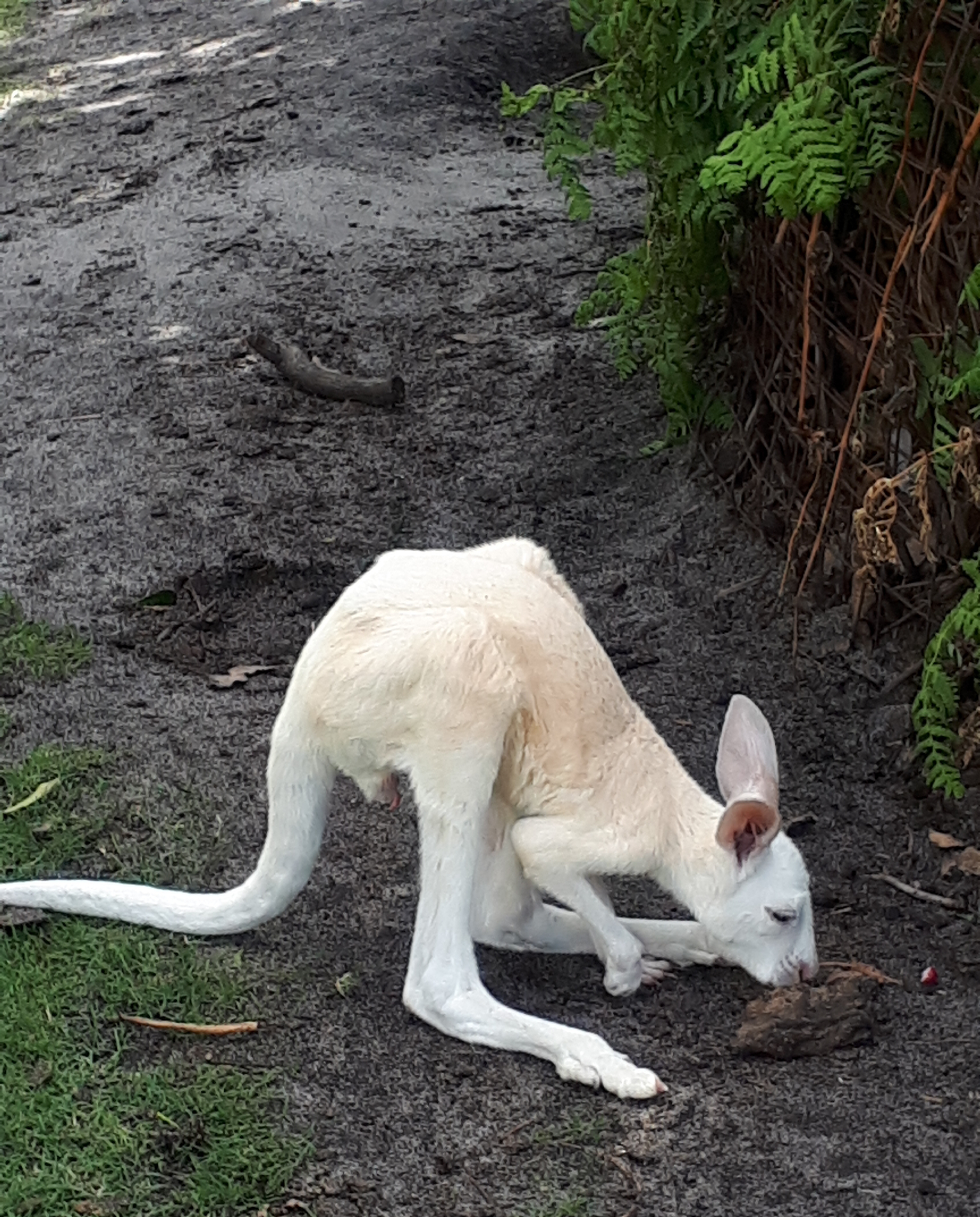 White baby Kangaroo ( on explore )