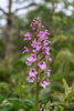 Platanthera psycodes (Small Purple Fringed orchid)