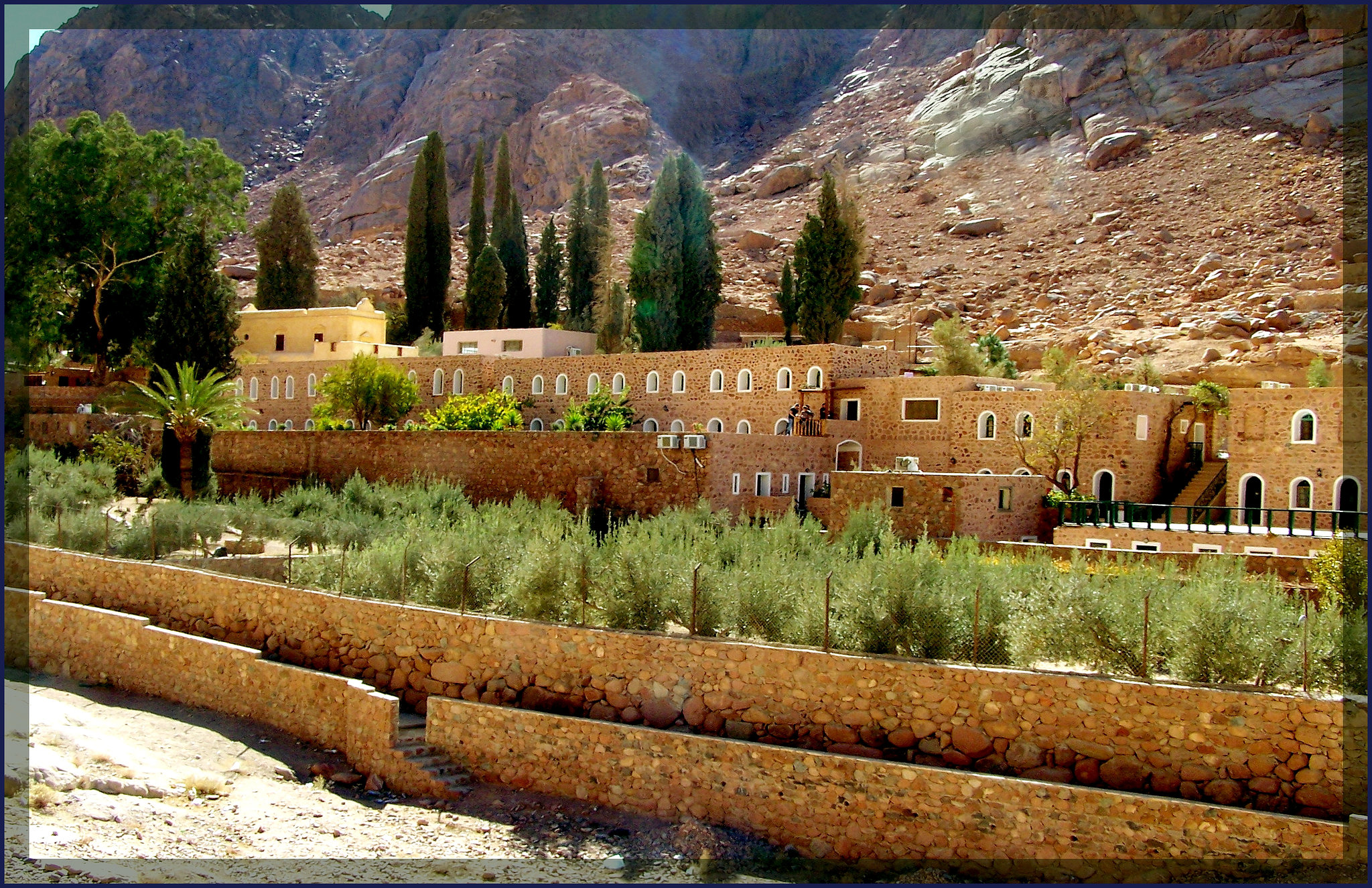 SINAI : fuori dal monastero di Santa Caterina cresce un'ampia struttura agricola grazie alla presenza di un piccolo torrente che produce il miracolo che potete vedere