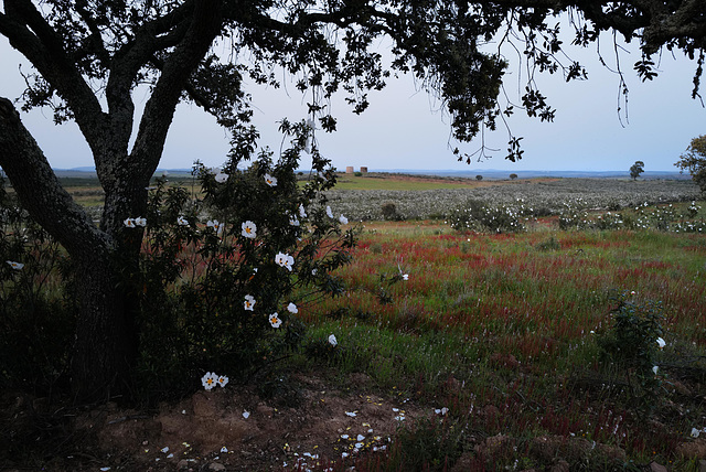 Penedos, view resting during a hike under a green oak