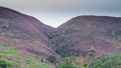 Shining Clough with purple heather under a cloudy sky