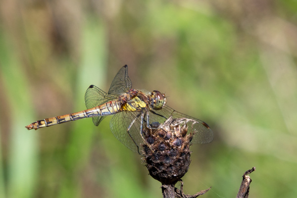 Common Darter-DSZ6161