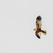 Marsh harrier