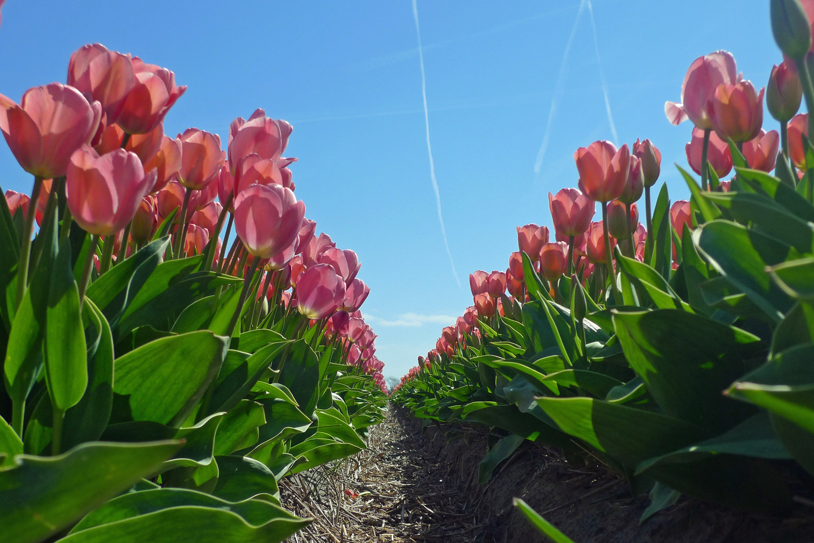 Nederland - Kop van Noord-Holland, bollenvelden