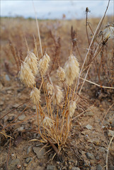 Lamarckia aurea, Poaceae, Penedos