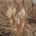 Lamarckia aurea, Poaceae, Penedos