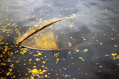 Sunken Boat