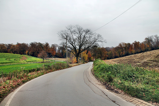 Kutschenweg (Essen-Heidhausen) / 16.11.2024