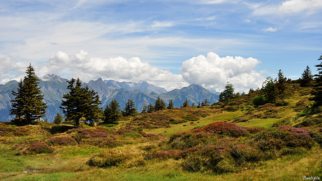 Alp Schwarzbüel (© Buelipix)