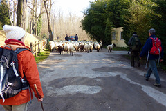 Transhumance du 15 mars 2016