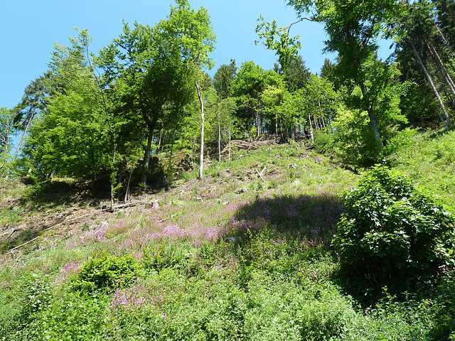 Frühling im Schwarzwald bei Baierbronn