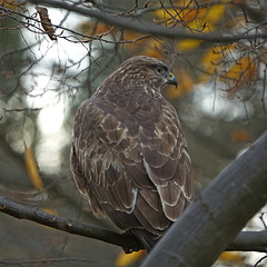 Mäusebussard