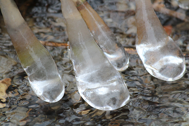 langues de glace