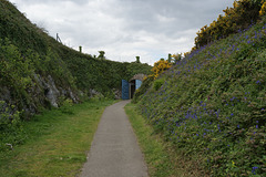 Wild Flowers At Pendennis Castle