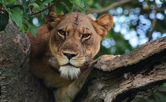 Uganda, Portrait of a Lioness on a Tree