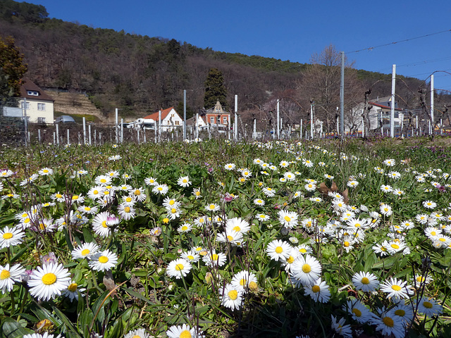 Wiese mit Gänseblümchen