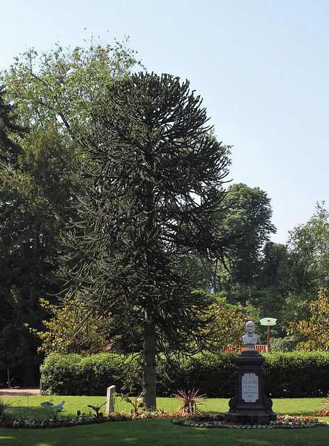 Araucaria araucana et buste de Henri Lecoq