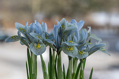 Iris "Katharine Hodgkin"