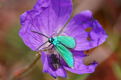 Der Smaragd unter den Schmetterlingen - The emerald gem among butterflies