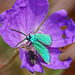 Der Smaragd unter den Schmetterlingen - The emerald gem among butterflies