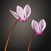 Zwei Cyclamen blühen jetzt im Garten...