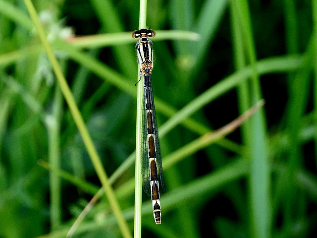 Common Bluet imm f (Enallagma cyathigerum) DSB 0246