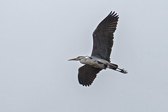 20160303 0137VRAw [D~BI] Graureiher (Ardea cinerea), Tierpark Olderdissen, Bielefeld